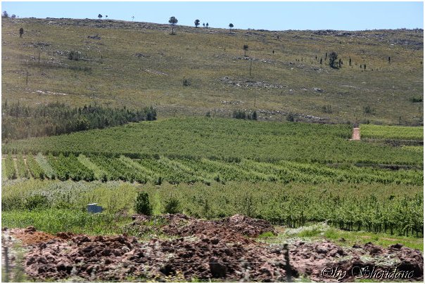 Suedafrika207.jpg