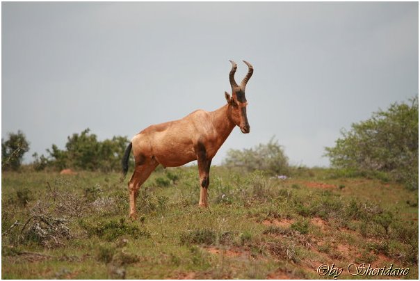 Suedafrika219.jpg