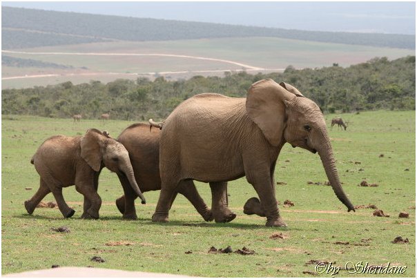 Suedafrika230.jpg