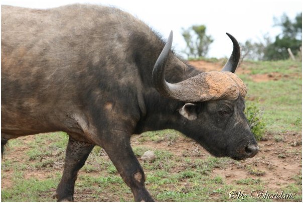 Suedafrika245.jpg