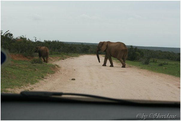 Suedafrika247.jpg
