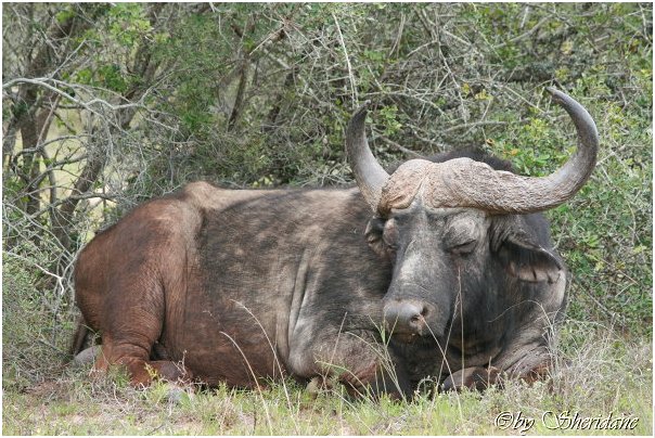 Suedafrika253.jpg