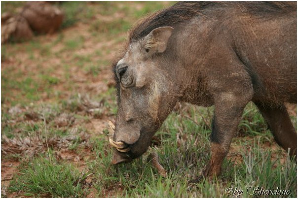 Suedafrika256.jpg