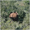 Suedafrika210.jpg