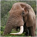 Suedafrika260.jpg