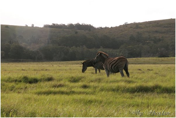 Suedafrika343.jpg