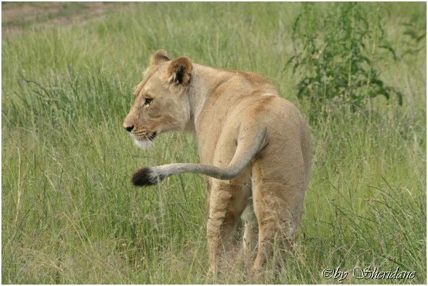 Suedafrika347.jpg