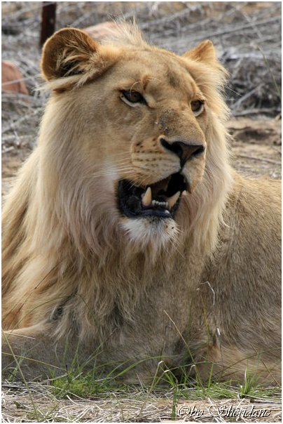 Suedafrika352.jpg