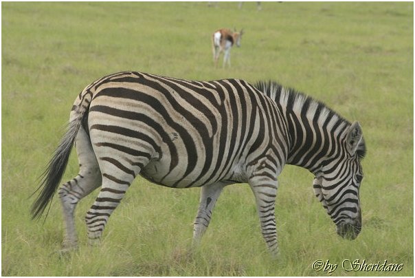 Suedafrika354.jpg