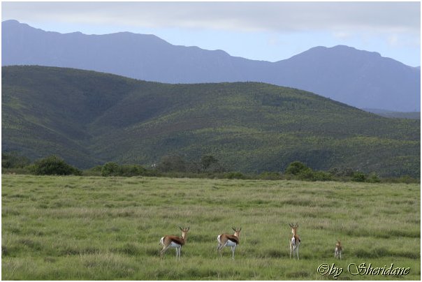 Suedafrika355.jpg