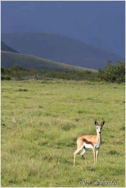 Suedafrika357.jpg
