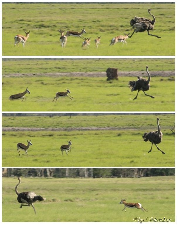 Suedafrika358.jpg