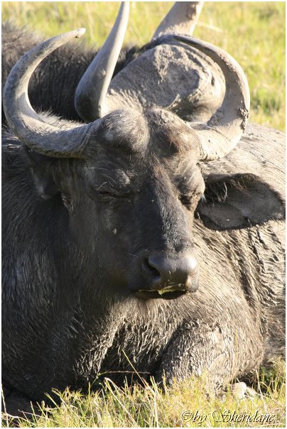 Suedafrika362.jpg