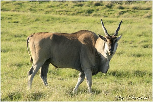Suedafrika363.jpg