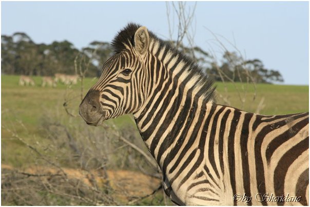 Suedafrika364.jpg