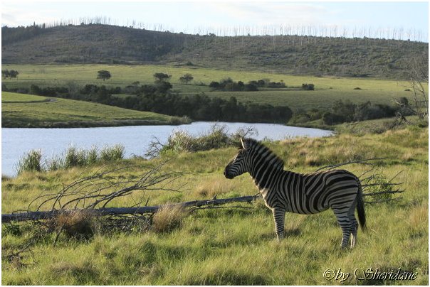 Suedafrika366.jpg