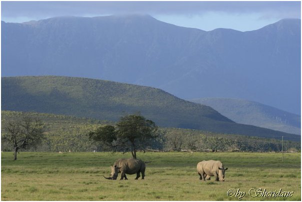 Suedafrika367.jpg