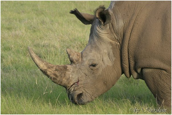 Suedafrika368.jpg