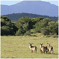 Suedafrika361.jpg