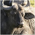 Suedafrika362.jpg