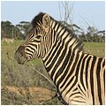 Suedafrika364.jpg