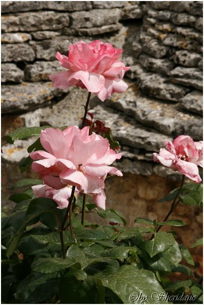 Alberobello0007.jpg