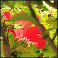 Cays012.jpg
