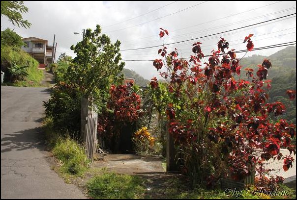 Dominica15003.jpg
