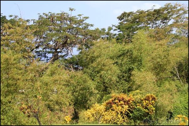 Dominica15008.jpg