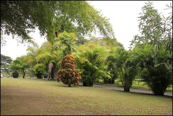 Dominica15016.jpg