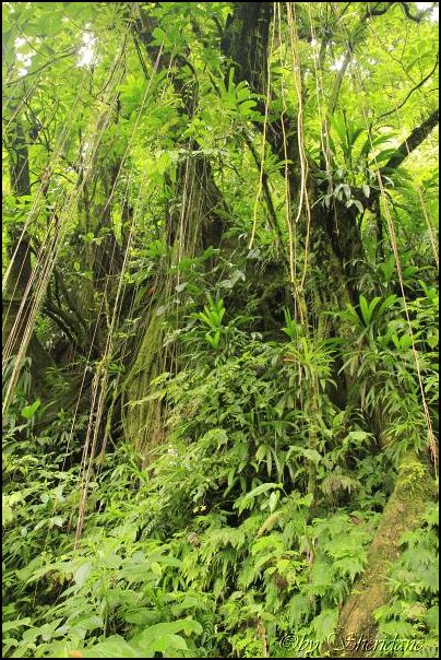 Dominica15028.jpg