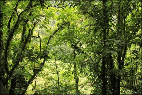 Dominica15030.jpg