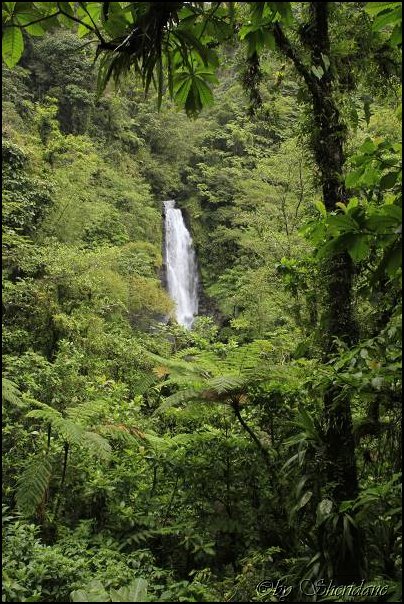 Dominica15031.jpg