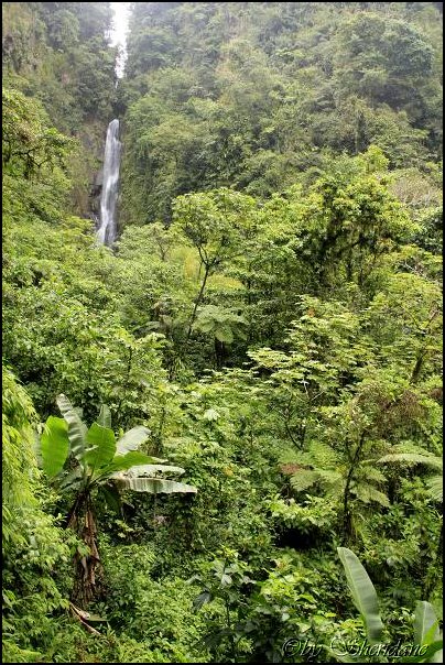 Dominica15032.jpg