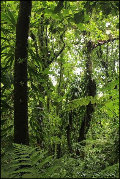 Dominica15033.jpg