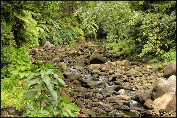 Dominica15035.jpg