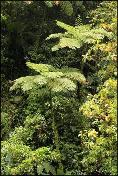 Dominica15038.jpg