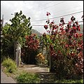 Dominica15003.jpg