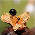 Dominica15004.jpg