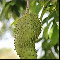 Dominica15007.jpg