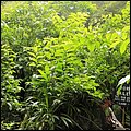 Dominica15024.jpg