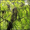 Dominica15025.jpg