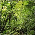 Dominica15026.jpg