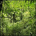 Dominica15027.jpg