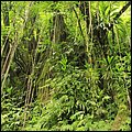 Dominica15028.jpg