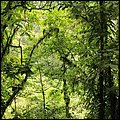 Dominica15030.jpg