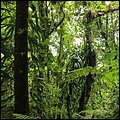 Dominica15033.jpg