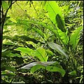Dominica15034.jpg