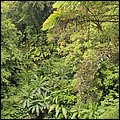 Dominica15036.jpg