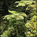 Dominica15038.jpg